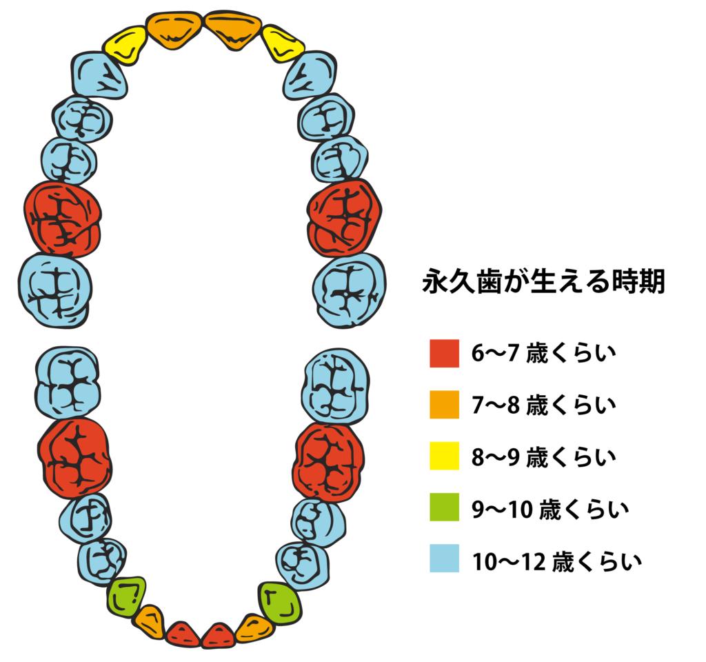 🦷乳歯が抜けないのに永久歯が生えてきた!どうすれば...